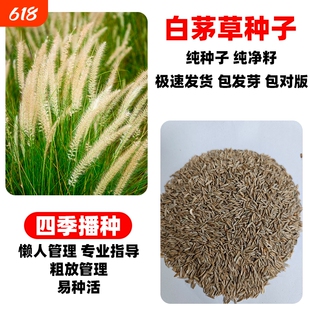 白茅草种子四季播种茅柴根草籽白毛菅绿化杂草种籽孑苇状羊茅种孑
