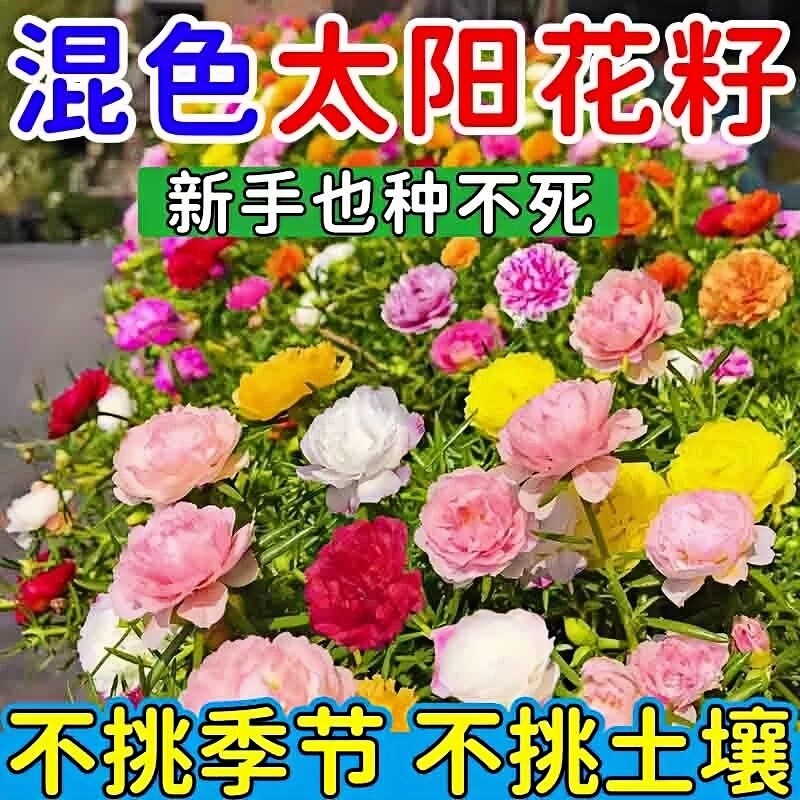 重瓣太阳花种子花种籽子室内室外观花卉植物花籽四季播种开花易活