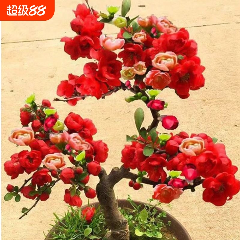 海棠花盆栽树苗盆景老桩庭院绿植物室内四季花卉开花好养易活耐阴