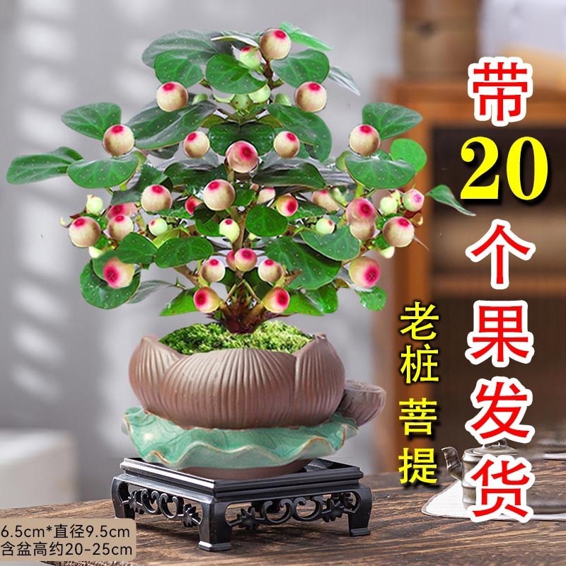 小盼菩提树盆栽带果老桩盆景办公室绿植客厅桌面植物室内禅意摆件