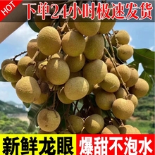 【顺丰包邮】广西石硖龙眼新鲜桂圆水果当季现摘现发5斤整箱大果