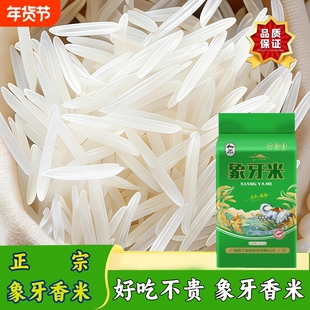 正宗象牙米长粒香米新米直发稻香米猫牙米丝苗米生态大米当季新鲜
