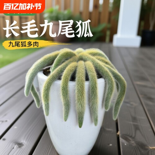 九尾狐多肉植物软毛盆栽猴尾柱长毛尾巴开花垂吊室内办公室好养