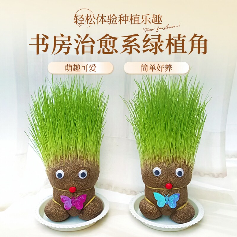 趣味长草娃娃小盆栽草头娃娃猫草桌面水培绿植好养儿童观察小植物