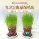 趣味长草娃娃小盆栽草头娃娃猫草桌面水培绿植好养儿童观察小植物