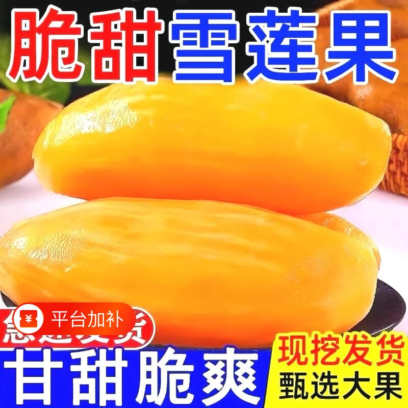 云南天山雪莲果当季新鲜水果现挖脆甜红心黄心雪连果水果5斤9斤