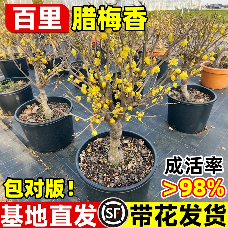 腊梅花树苗盆栽丛生地栽耐寒红梅庭院风景树素心矮化老桩原生蜡梅