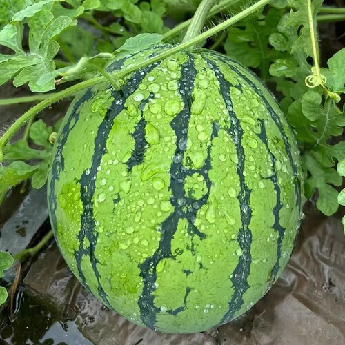 头茬冰糖麒麟西瓜农家自种新鲜美都无籽瓜现摘现发8424郭庙西瓜