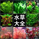 水草植物鱼缸造景真草水榕绿植阴性蜈蚣草鱼草水草水质沉底沉木