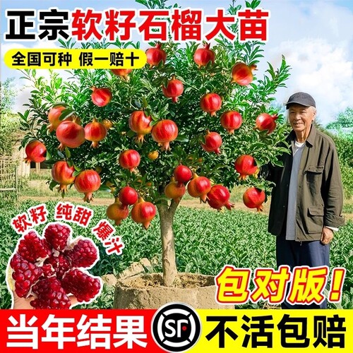 特大石榴树苗突尼斯软籽无籽蒙阳红嫁接盆栽地栽庭院果树苗老桩