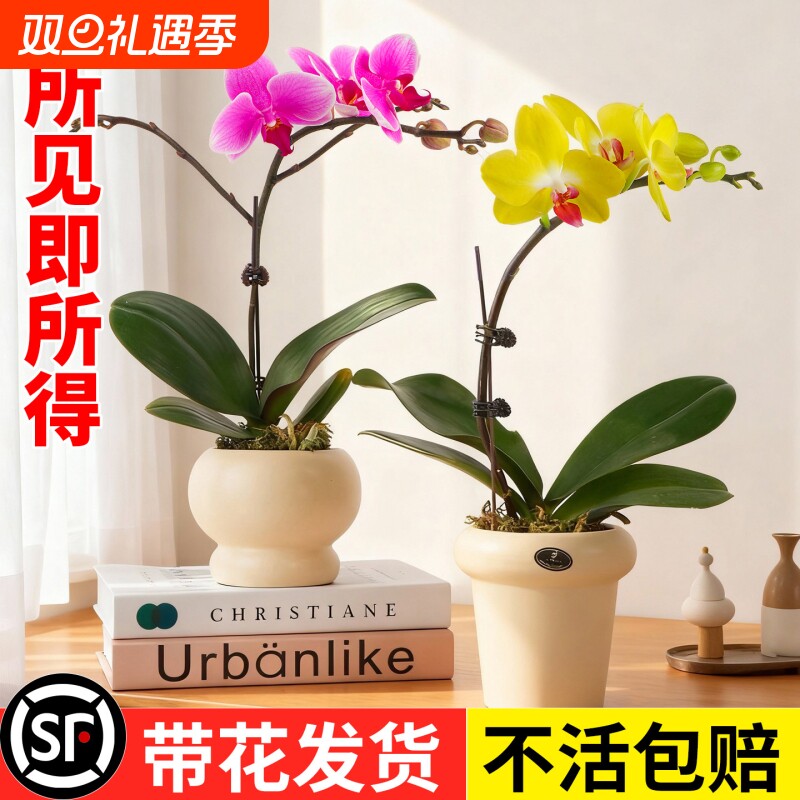 蝴蝶兰盆栽带花苞花剑兰花卉苗全国四季好养活室内客厅阳台绿植物