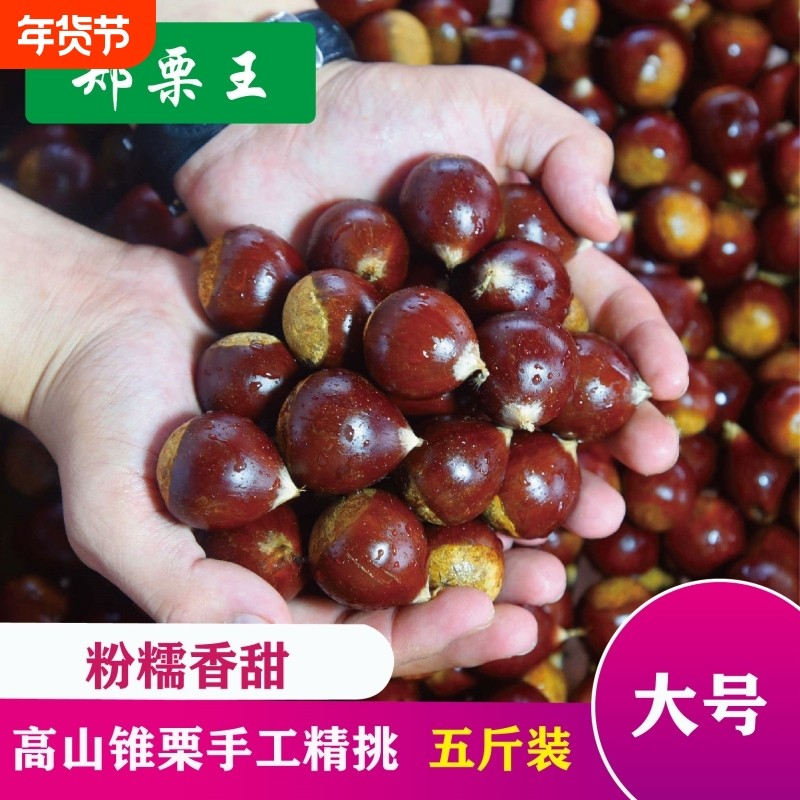 2025年新鲜福建建瓯锥栗高山油锥栗子自种现摘毛锥栗板栗5斤高产