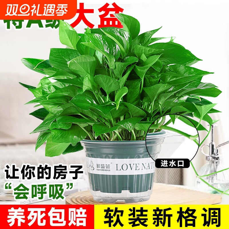 绿萝盆栽室内长藤大叶植客