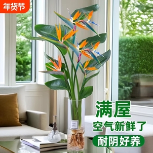 天堂鸟水培植物盆栽客厅室内花卉四季常青好养绿植办公室鹤望兰