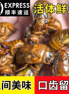 知了猴金蝉新鲜2026蚕蛹蝉蛹鲜活爬叉猴爬蚱速冻山东野生大号幼虫
