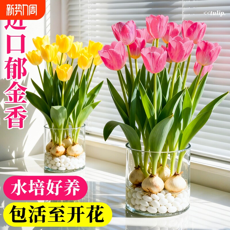 郁金香特大种球荷兰进口水培地栽原生5度重瓣花卉苗鲜花室内土培