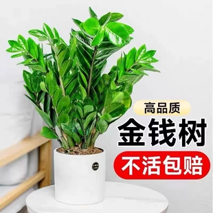 金钱树盆栽植物室内花卉大型客厅好养绿植大摇钱招财小发财树摆放