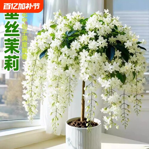 垂丝茉莉盆栽带花苞耐寒绿植阳台四季开花进口垂吊植物风车茉莉花