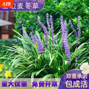 金边麦冬草苗玉龙草细叶麦冬日本矮麦冬草庭院绿化工程植物基地色