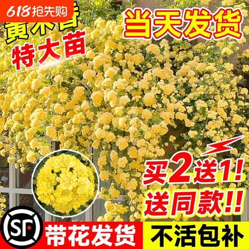 四季重瓣黄木香花苗室外庭院蔷薇盆栽花卉爬藤植物大树桩红木香