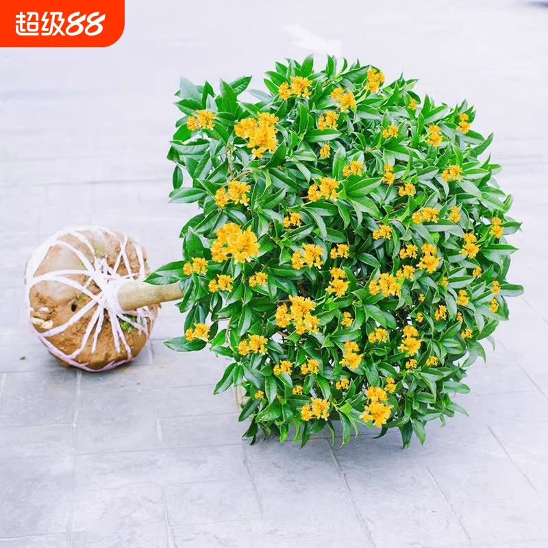 金桂花树苗盆栽浓香型|392人好评