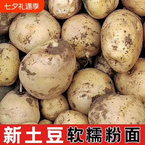 新鲜土豆黄皮黄心土豆贵州