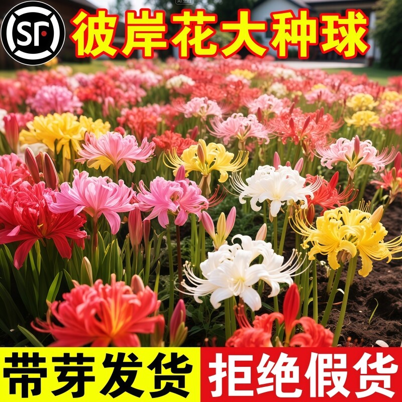 彼岸花种球曼珠沙华盆栽红花换锦石蒜大种球阳台花卉浓香晚香玉