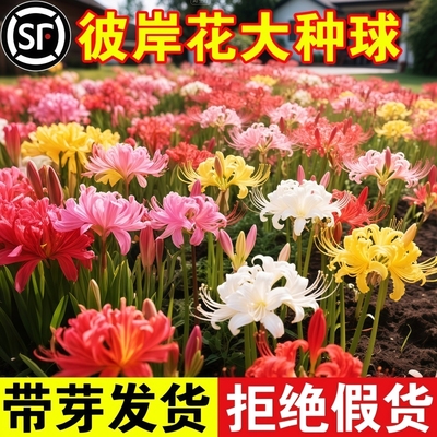 彼岸花种球曼珠沙华盆栽红花换锦石蒜大种球阳台花卉浓香晚香玉