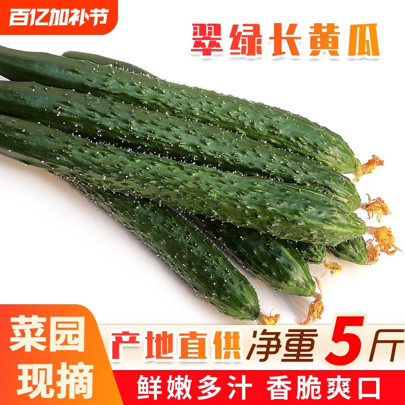 山东当季新鲜黄瓜农家自种蔬菜小青瓜带刺长5斤整箱包邮生吃凉拌