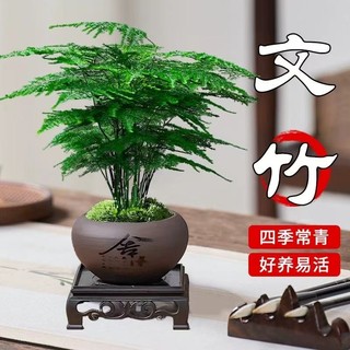 文竹盆栽室内云竹水培植物办公室桌面小绿植四季好养中式禅意盆景