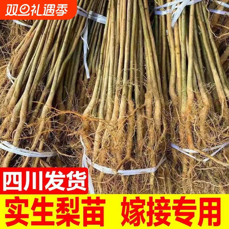 正宗实生梨树苗砧木野生梨树苗母本可嫁接翠冠黄金梨四川苗圃基地