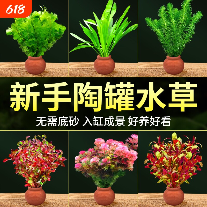 水草鱼缸造景摆件增氧阴性水培榕绿菊蜈蚣草净水定植陶罐水草套餐