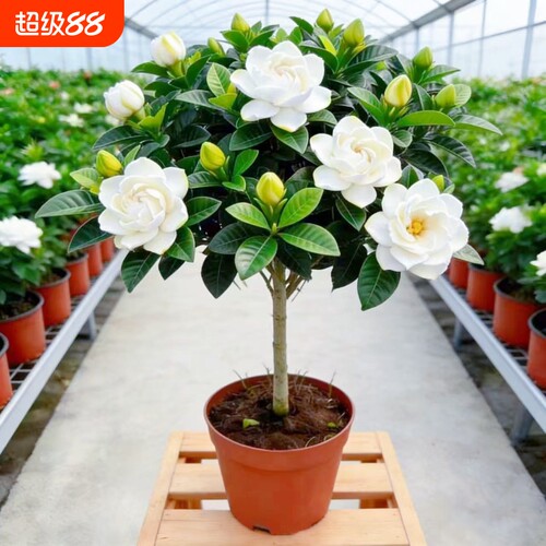 独杆棒棒糖牡丹栀子花盆栽花卉植物室内浓香型树苗好养客厅带花苞
