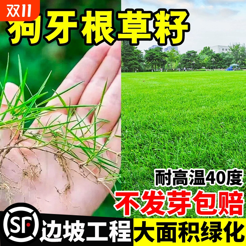 草籽进口狗牙根护坡固土耐旱边坡绿化脱壳草坪草种子种植净籽庭院