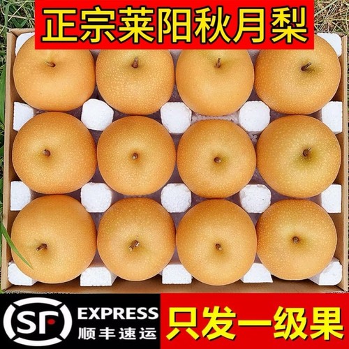 秋月梨5斤脆甜|272人收藏