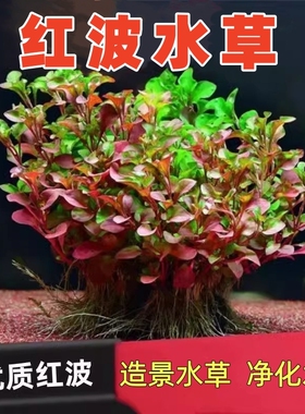 鱼缸造景沉底红波水草活体无土植物懒人阴性真水草造景增氧净水