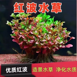 鱼缸造景沉底红波水草活体无土植物懒人阴性真水草造景增氧净水