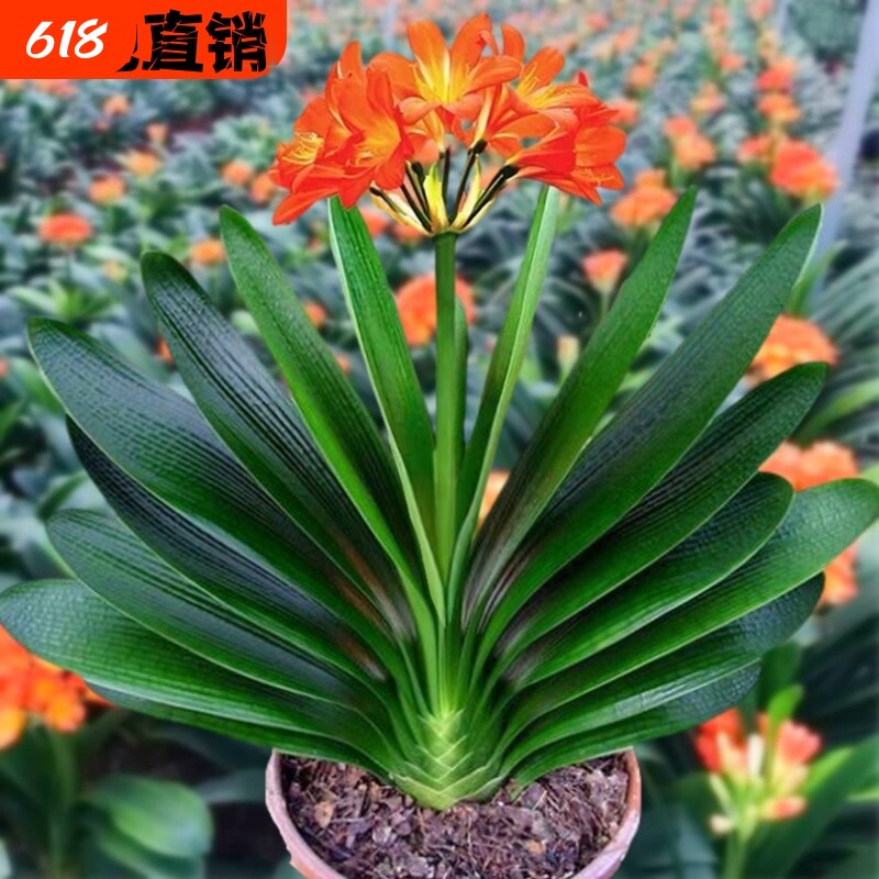 6年大苗精品君子兰盆栽花卉观花植物室内花好养的花当年开花不断