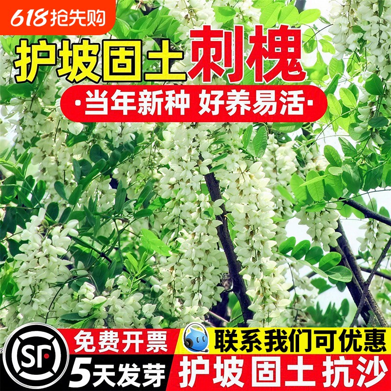 刺槐种子耐寒耐旱防风固沙护坡固土草籽工程绿化边坡复绿灌木种籽