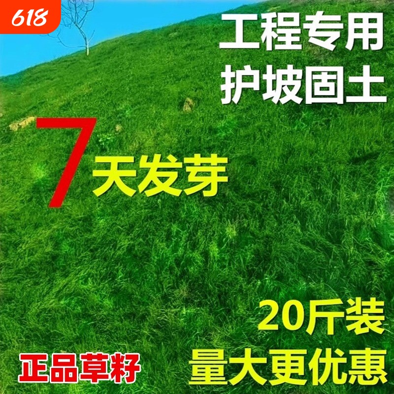 护坡固土草籽四季常青草坪绿化草种子耐寒耐旱狗牙根草种高羊茅孑
