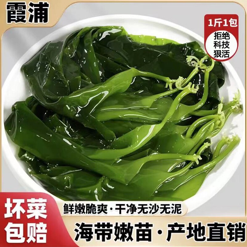 霞浦海带裙带菜海带苗嫩特级新鲜苗火锅食材商用无添加鞭炮笋嫩 - 实物图