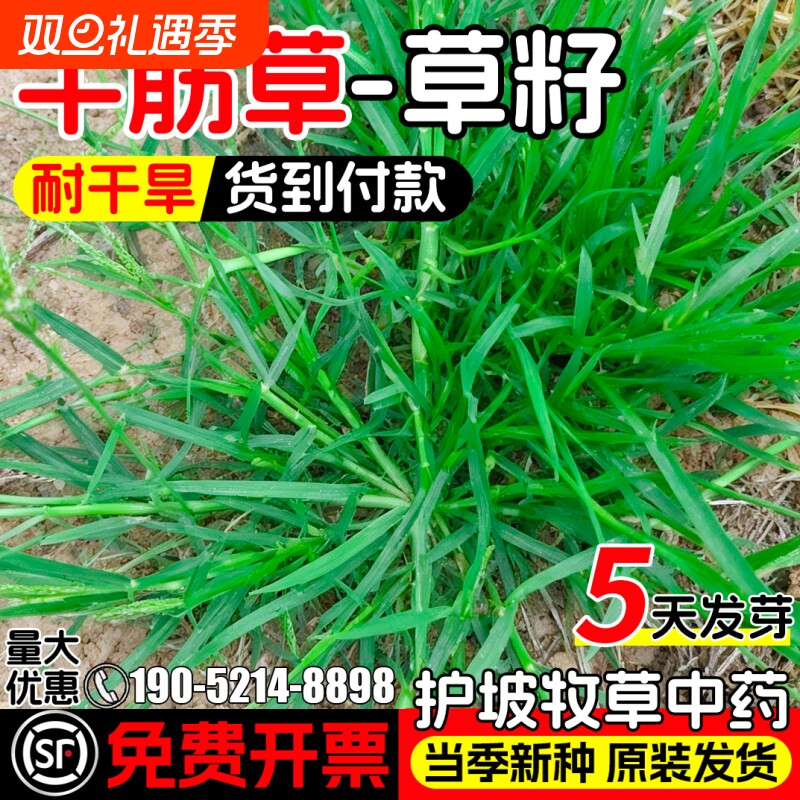 牛筋草种子铁线草护坡草籽爬地草巴根草防水土流失多年生牧草种籽