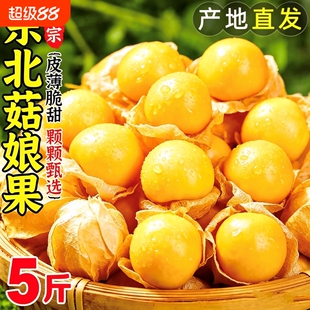 东北姑娘果新鲜洋菇娘灯笼果特大黄菇娘特产5斤整箱当季水果包邮