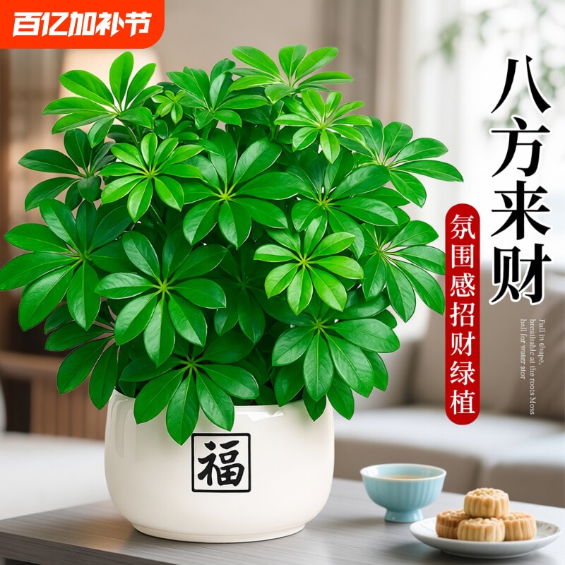鸭脚木绿植盆栽发财树客厅旺宅室内招财桌面盆景八方来财四季植物
