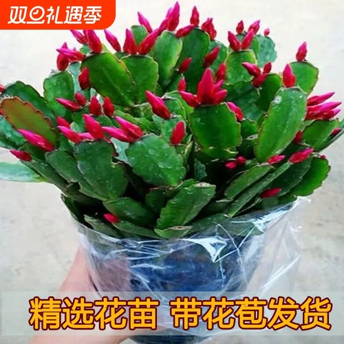 带花苞蟹爪兰多色盆栽