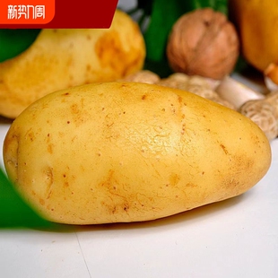 今年新鲜土豆现挖新鲜黄心土豆当季 蔬菜马铃薯洋芋