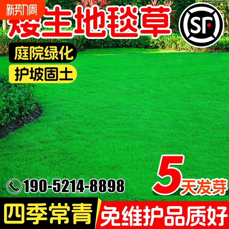 地毯草种籽免修剪耐践踏四季长青草坪草籽高档矮生草皮种子