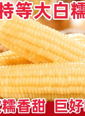 2025白糯玉米大棒黏玉米新鲜现摘真空袋装东北粘苞米整箱加热即食