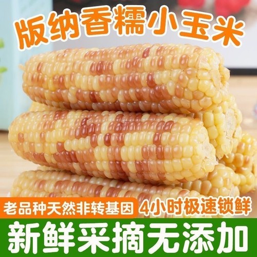 西双版纳新鲜香糯玉米小包谷真空包装儿童孕妇早餐甜糯玉米棒香甜
