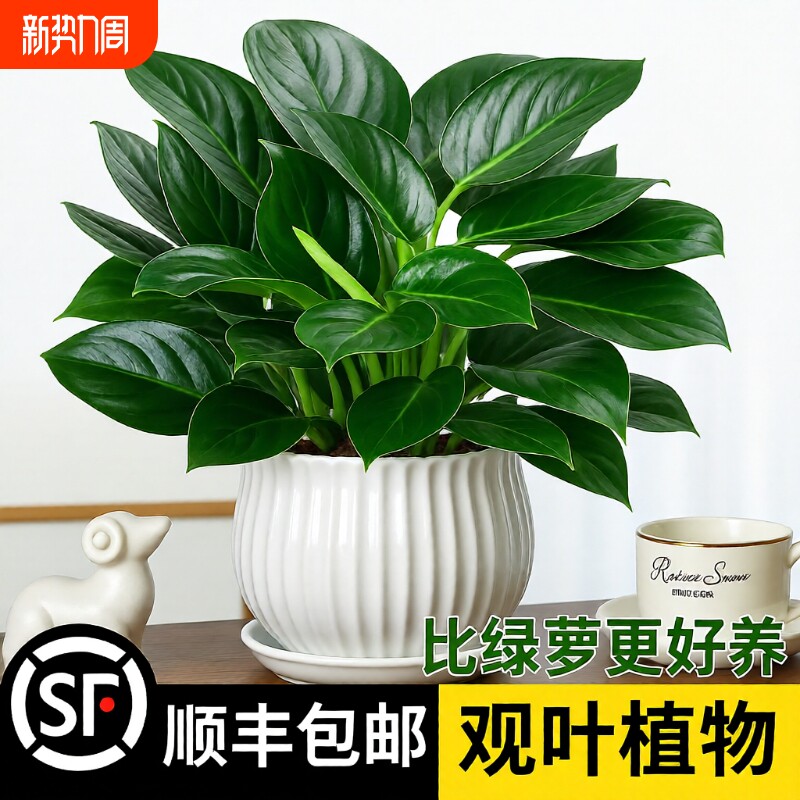 金钻盆栽绿萝箩室内植物花卉水培绿植客厅好养多肉吉利红甲醛阳台